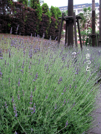 d0084750_247889.jpg
