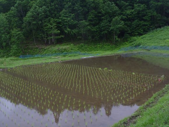 田植え、終了_b0156551_23272572.jpg