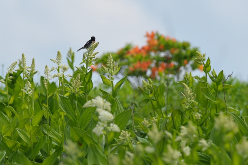 レンゲツツジとノビタキ_f0053272_1465550.jpg