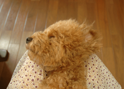 c0196673_16434027.gif