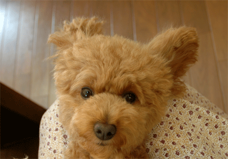 c0196673_16451335.gif
