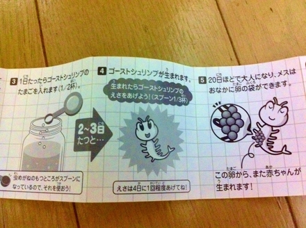 オバケえび観察日記 夏 ~1日目~_f0236990_204747.jpg