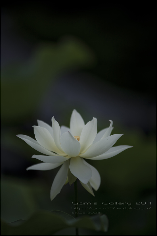 夏香るとき。。_f0195893_6415175.jpg