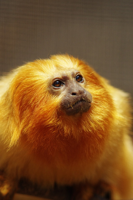 ゴールデンライオンタマリン レンズ越しの動物園 ゴールデンライオンタマリン レンズ越しの動物園