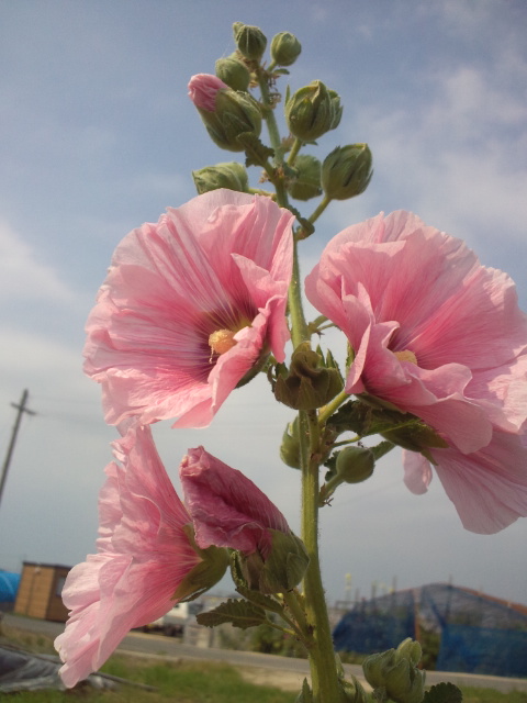 立ち葵の花が色も様々で美しい 徳ちゃん便り 立ち葵の花が色も様々で美しい 徳ちゃん便り