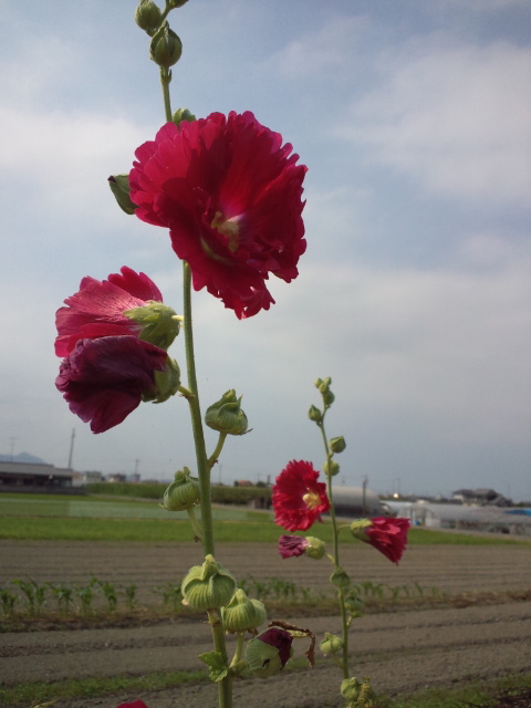 立ち葵の花が色も様々で美しい。_f0231709_22555927.jpg