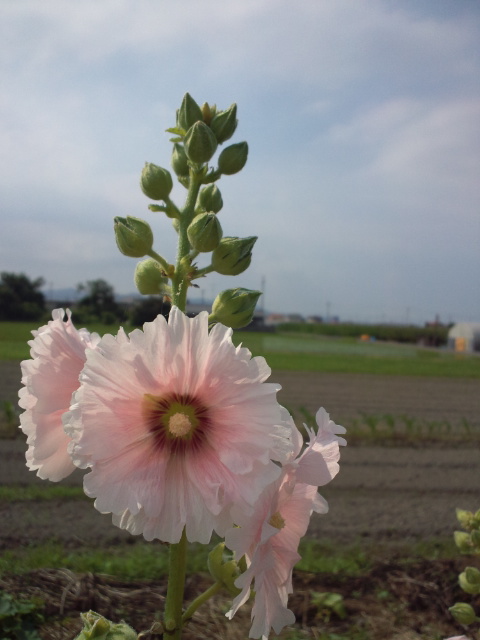 立ち葵の花が色も様々で美しい。_f0231709_22564569.jpg