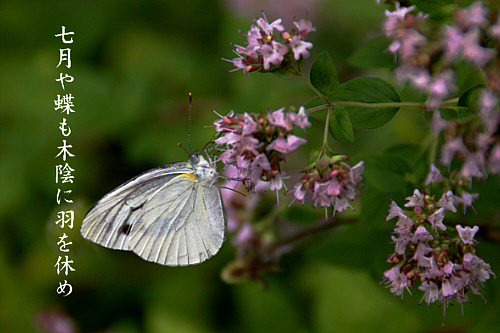 e0099713_201595.jpg