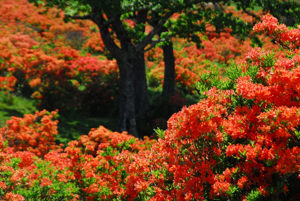 赤城山・新坂平のレンゲツツジ(続き)_a0031821_13574065.jpg