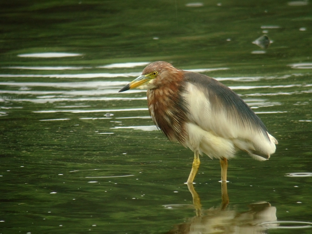 2011年7月1日　アカガシラサギ　初めての出会い　in Tokyo_d0129921_1134078.jpg