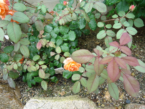 ばらエレガント6 上品なお姉さま、エレガントワルツ | 大森の花屋 大花園の花ログ