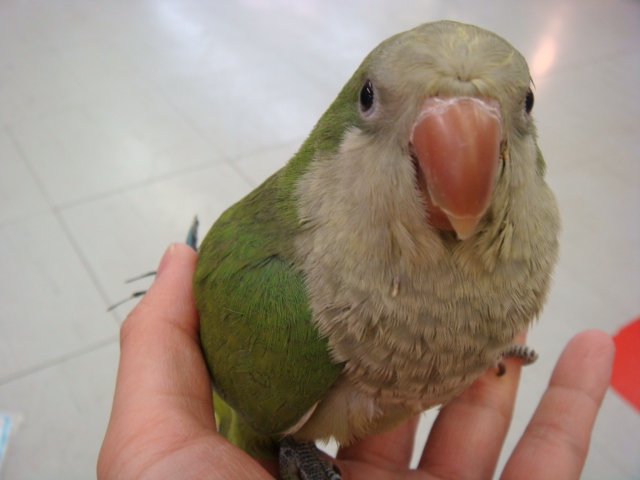 うさぎ・インコ_f0189122_15104048.jpg