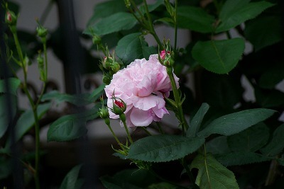 f0170524_19343039.jpg