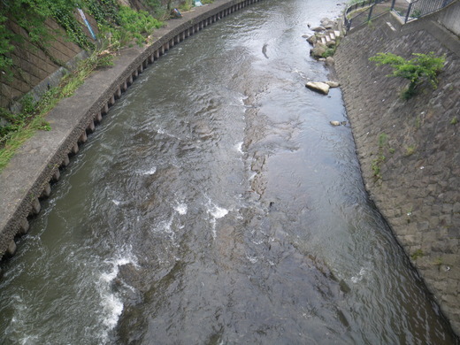 帷子川の水ぬ～るみ～(小学校）校歌_d0172227_16585693.jpg