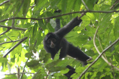 ブラック・スパイダー：Black Spider Monkey_b0202938_1072616.jpg