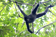 ブラック・スパイダー：Black Spider Monkey_b0202938_1081225.jpg