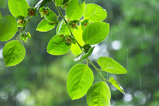 雨の印象　＃５_c0067040_20545538.jpg