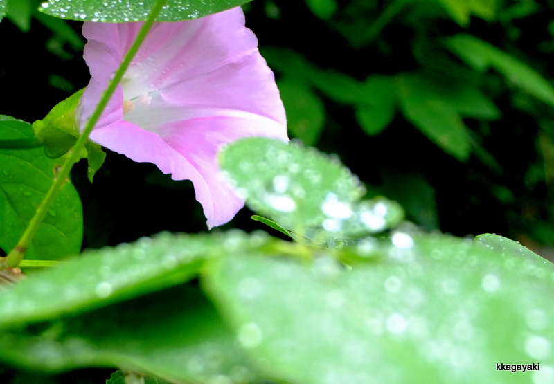 ６月に撮った花　紫陽花以外（*^_^*）_e0206242_9191356.jpg