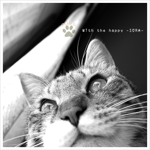 happy SORA　お知らせ　_b0049843_22285915.jpg