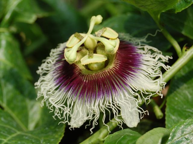 果物時計草 クダモノトケイソウ ポピュラーな花