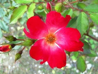 c0190960_5334358.jpg