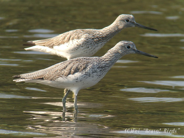 アオアシシギ　　Greenshank/ Tringa nebularia_b0069564_215691.jpg