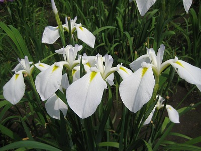 神楽女湖の花菖蒲～花言葉は「優雅」_a0093965_1712735.jpg