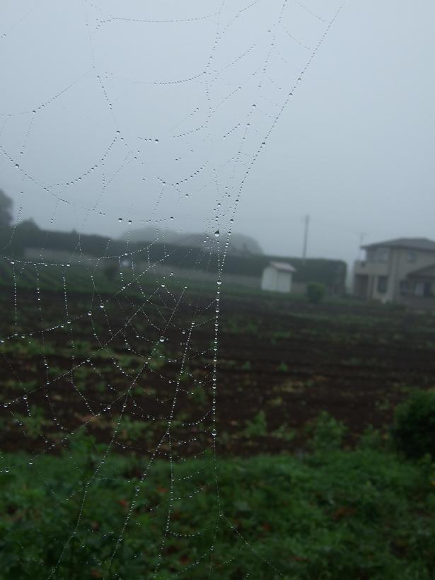 雨粒キラキラ｡.:*:･\"ﾟ_f0105276_22331546.jpg