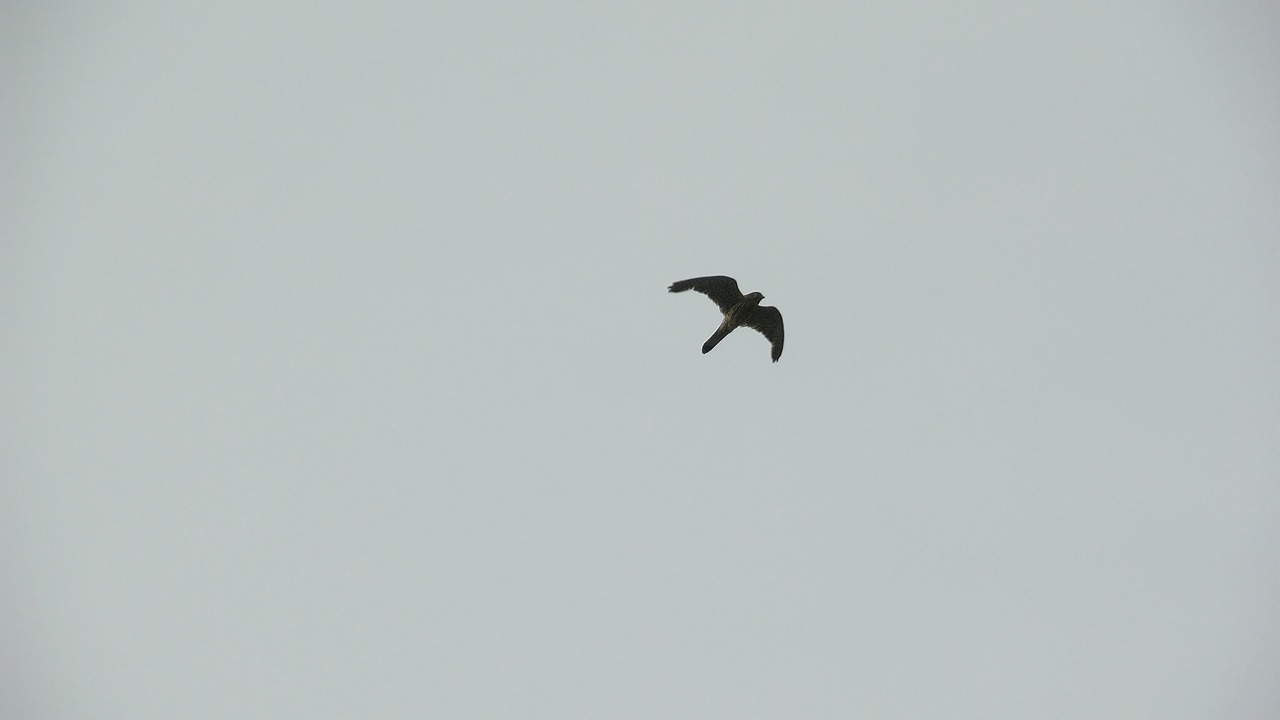 a0185081_1121426.jpg
