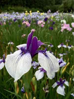 掛川の加茂花菖蒲園_c0073987_22465058.jpg