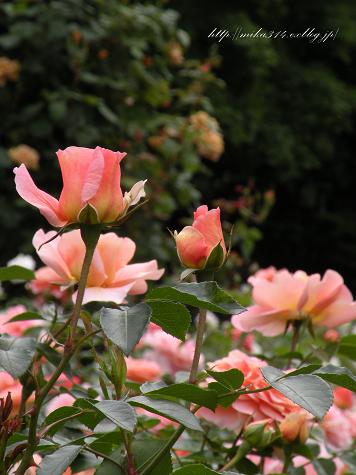 大通公園の薔薇と花フェスタ2011_a0124689_10511291.jpg