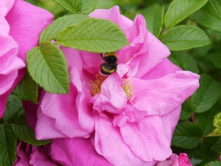 はぼろバラ園の花が咲き始めました_f0159390_1542493.jpg