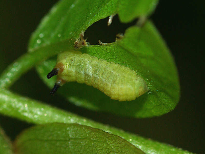 f0204094_845337.jpg
