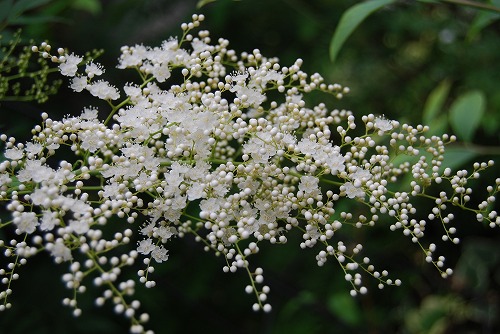 c0124100_1443876.jpg