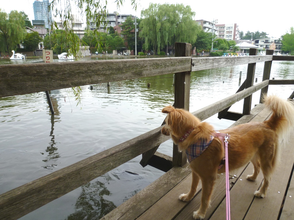 美容院＆石神井公園_e0200101_21332363.jpg