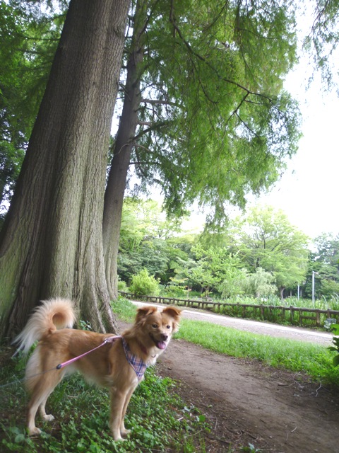 美容院＆石神井公園_e0200101_2134334.jpg