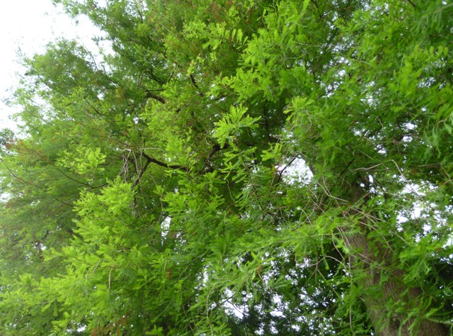 美容院＆石神井公園_e0200101_2136993.jpg