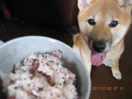 コロンのお赤飯 今日はなにしたっけ