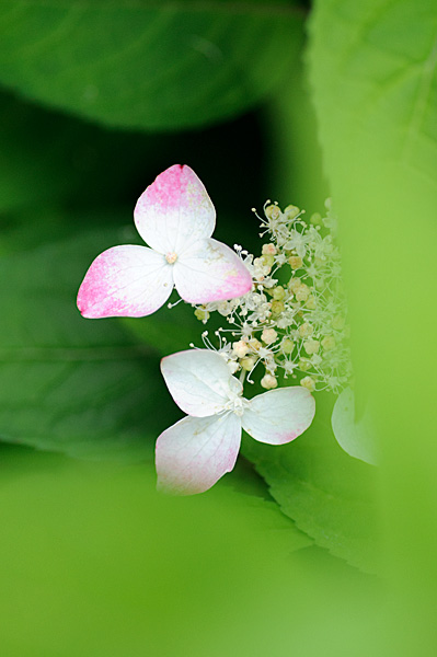 庭の花たち_a0205604_1735447.jpg