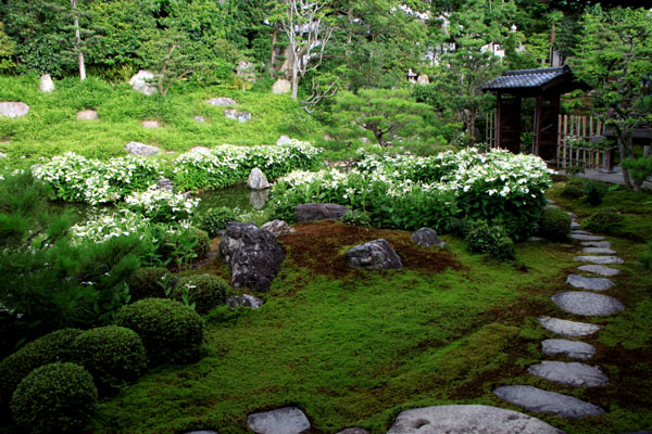 半夏生の庭 建仁寺 両足院_e0048413_20354458.jpg