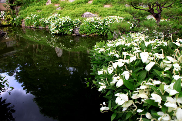 半夏生の庭 建仁寺 両足院_e0048413_2036394.jpg