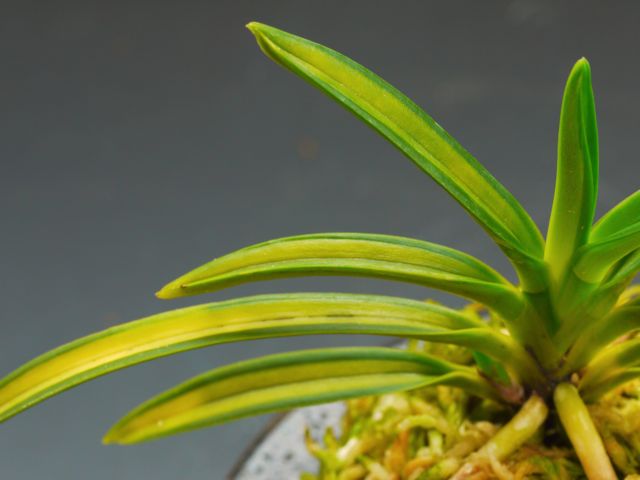 羆 : □ サムライ オーキッド □ 富貴蘭 セレクトショップ MAIL