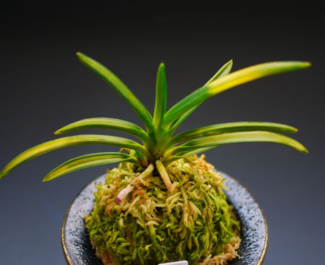 羆 : □ サムライ オーキッド □ 富貴蘭 セレクトショップ MAIL 羆 : □ サムライ オーキッド □ 富貴蘭 セレクトショップ MAIL