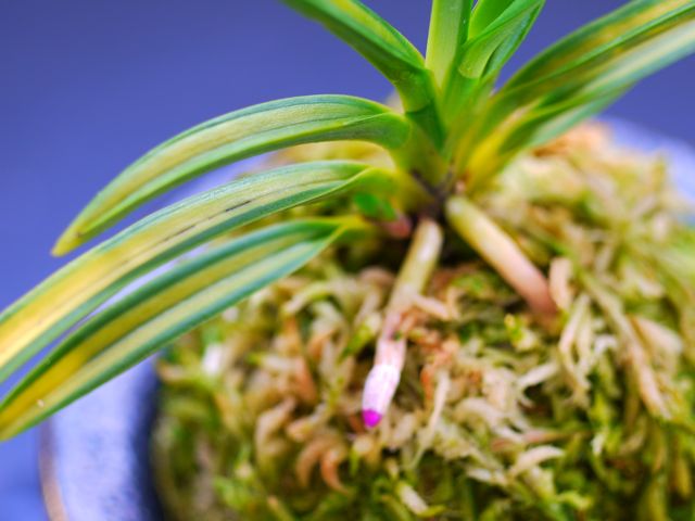 羆 : □ サムライ オーキッド □ 富貴蘭 セレクトショップ MAIL