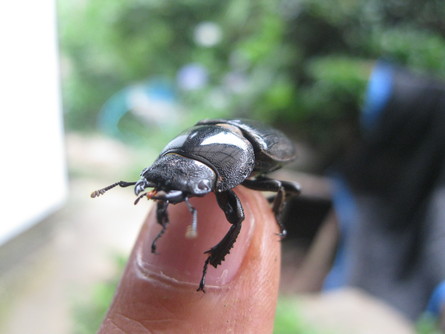 「初夏の 昆虫」~~_a0125419_9405042.jpg