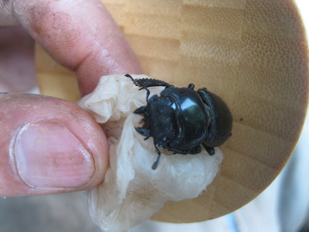 「初夏の 昆虫」~~_a0125419_9471520.jpg