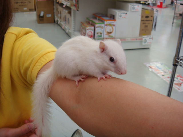 ホワイトシマリス ペットメイト西宮店の生体ブログ