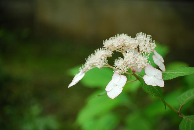 東慶寺_d0085228_2232066.jpg