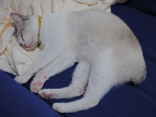 迷子猫のお友だち ダヤン首輪くん編。_a0143140_221064.jpg