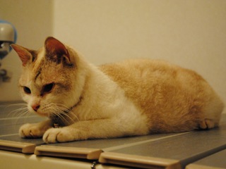 迷子猫のお友だち ダヤン首輪くん編。_a0143140_2294977.jpg